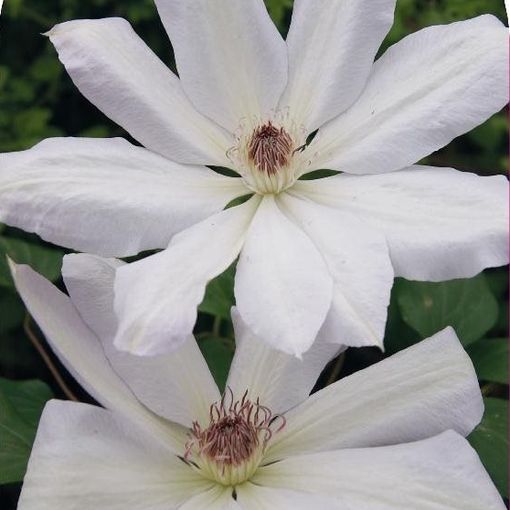 Clematis 'Henryi' (LL)