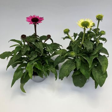 Echinacea purpurea MIX