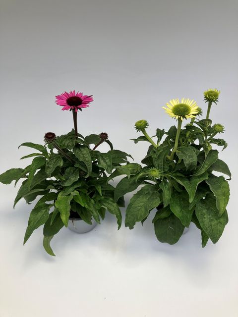 Echinacea purpurea MIX