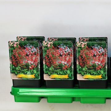 Heuchera sanguinea 'Bressingham Hybrids'