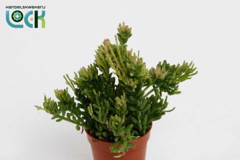 Rhipsalis mesembryanthemoides