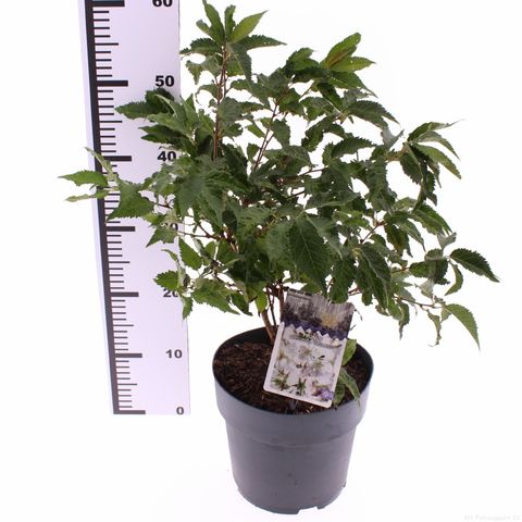 Prunus nipponica 'Бриллант'