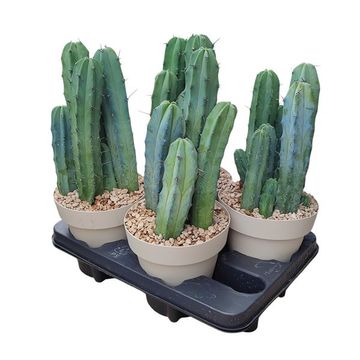 Myrtillocactus geometrizans