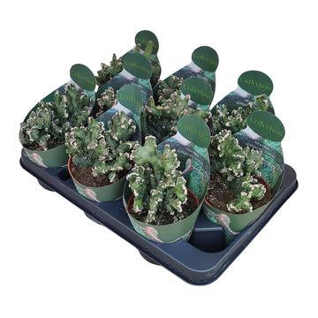 Monvillea spegazzinii cristata