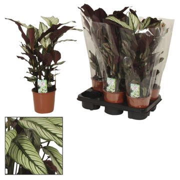 Calathea majestica 'Whitestar'