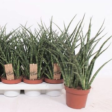 Sansevieria bacularis 'Fernwood Punk'
