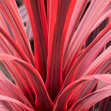 Cordyline australis CHARLIE BOY