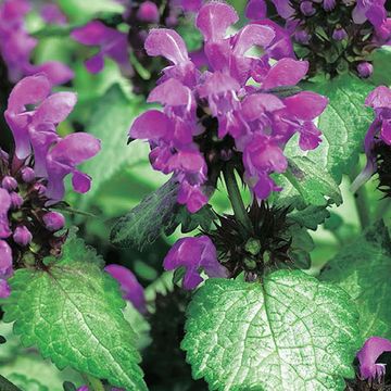 Lamium maculatum 'Beacon Silver'