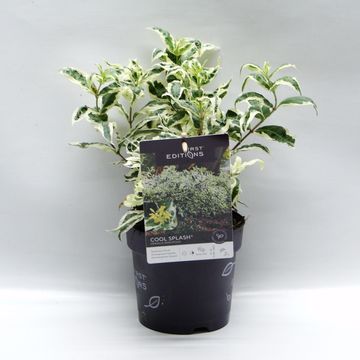 Diervilla sessilifolia COOL SPLASH