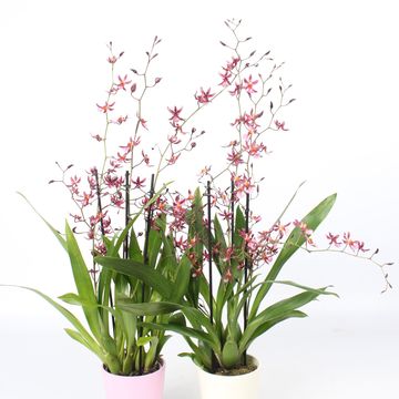 Oncidium 'Mieke von Holm'