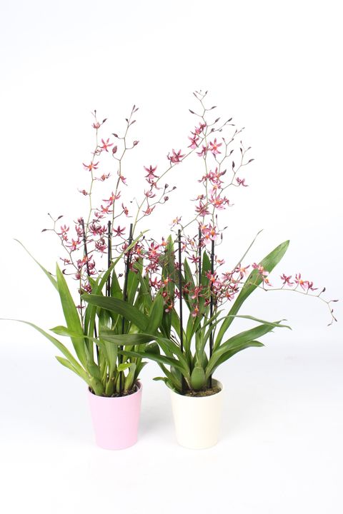 Oncidium 'Mieke von Holm'