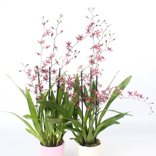 Oncidium 'Mieke von Holm'