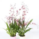 Oncidium 'Mieke von Holm'