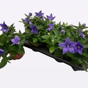 Platycodon grandiflorus POP STAR BLUE
