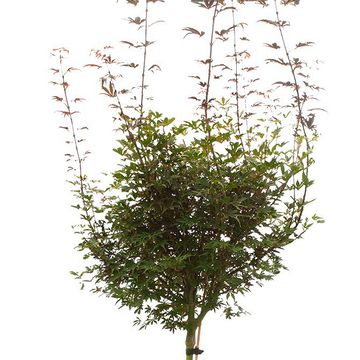 Acer palmatum 'Skeeter's Broom'