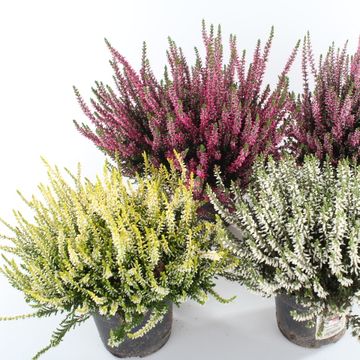 Calluna vulgaris GARDEN GIRLS MIX
