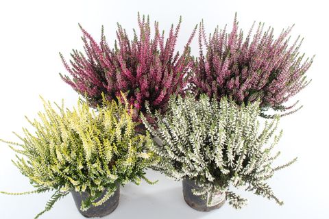 Calluna vulgaris GARDEN GIRLS MIX
