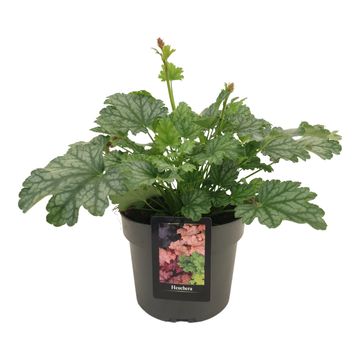 Heuchera 'Paris'