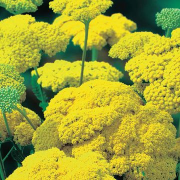 Achillea filipendulina 'Cloth of Gold'