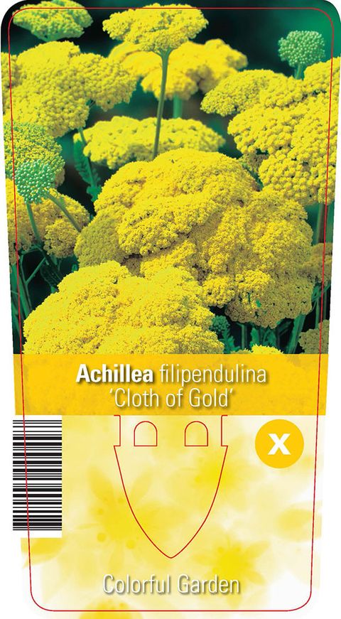 Achillea filipendulina 'Cloth of Gold'
