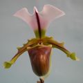 Paphiopedilum spicerianum