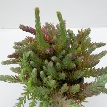 Sedum reflexum