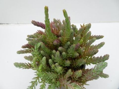 Sedum reflexum