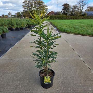 Mahonia x media 'Winter Sun'
