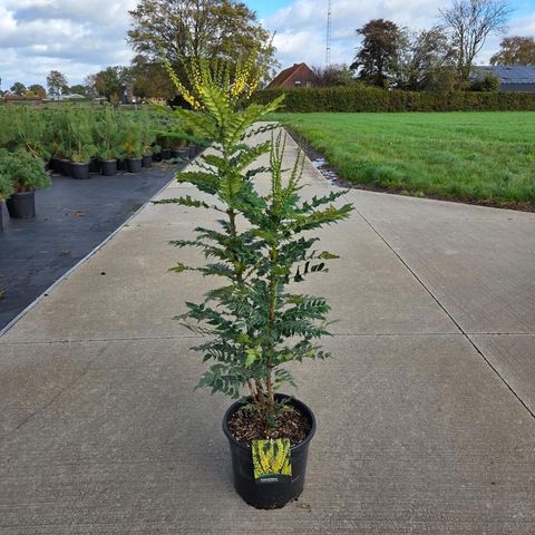 Mahonia x media 'Winter Sun'