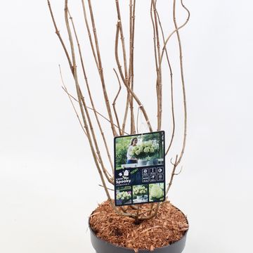 Hydrangea paniculata LITTLE SPOOKY