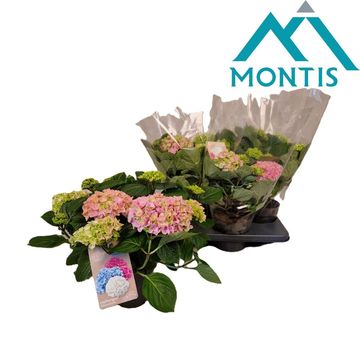 Hydrangea macrophylla HI RIVER PINK