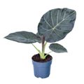 Alocasia 'Regal Shields'