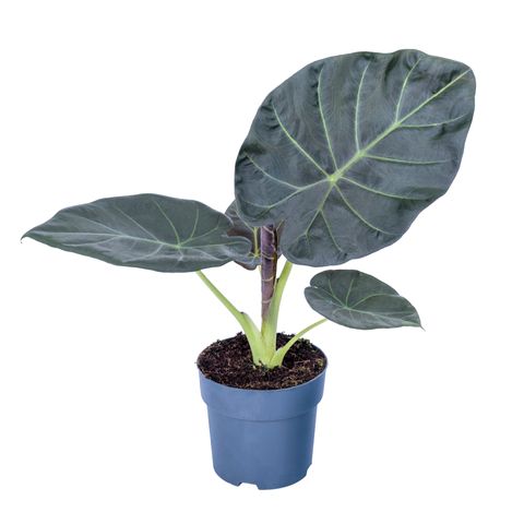 Alocasia 'Regal Shields'