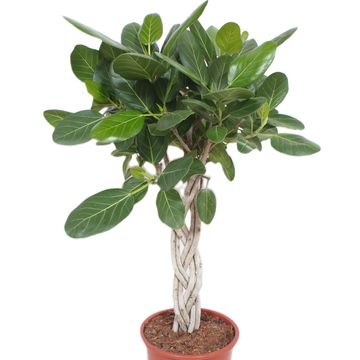 Ficus benghalensis