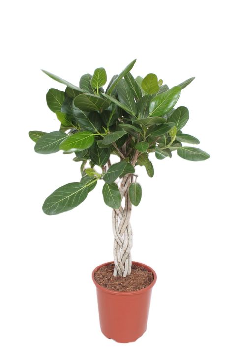 Ficus benghalensis