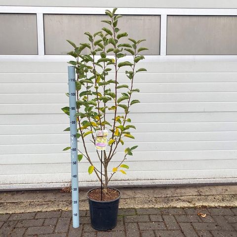 Malus 'Golden Hornet'