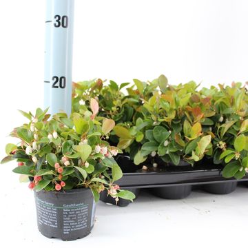 Gaultheria procumbens 'Red Diamond'