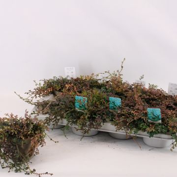 Selaginella 'Peacock'