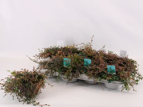 Selaginella 'Peacock'