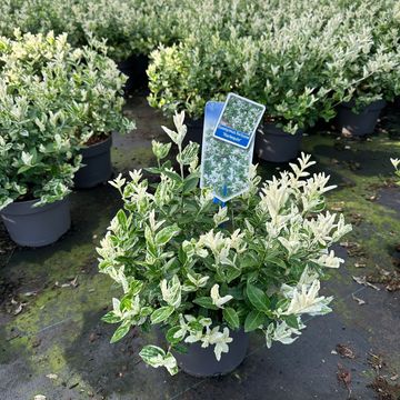 Euonymus fortunei 'Harlequin'