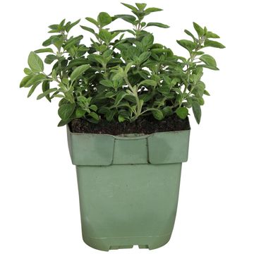 Origanum vulgare