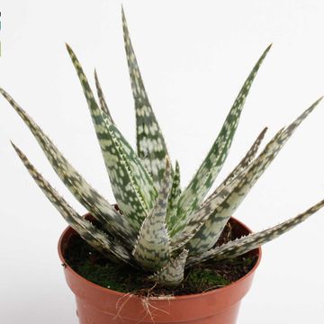 Aloe somaliensis