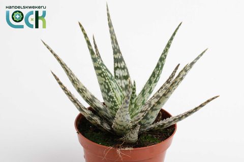 Aloe somaliensis