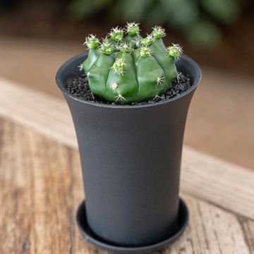 Gymnocalycium FROGGY