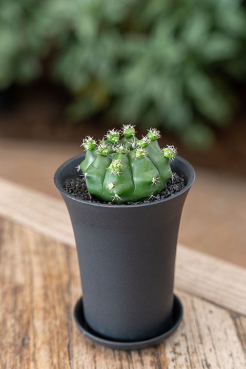 Gymnocalycium FROGGY