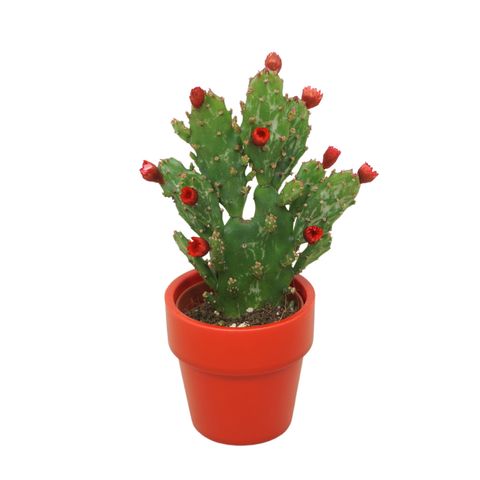 Austrocylindropuntia subulata