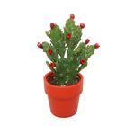 Austrocylindropuntia subulata