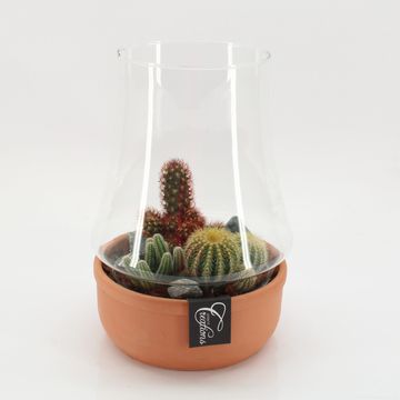 Arrangement Cactus Essentials