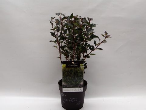 Physocarpus opulifolius LITTLE DEVIL