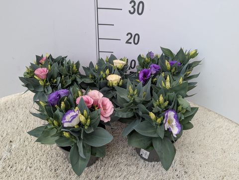 Eustoma grandiflorum MIX